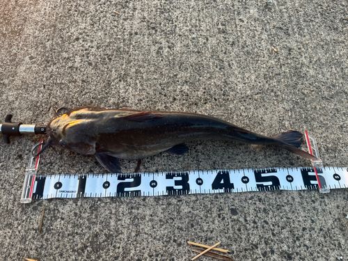 アメリカナマズの釣果