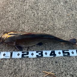 アメリカナマズ