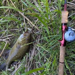 スモールマウスバス