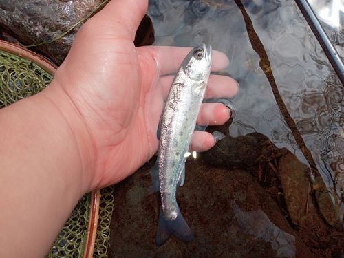 ヤマメの釣果