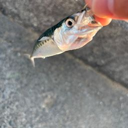 サバ