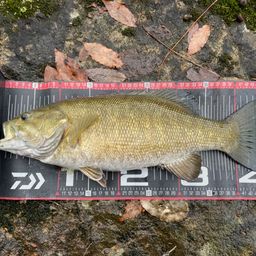 スモールマウスバス