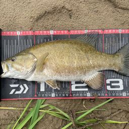 スモールマウスバス