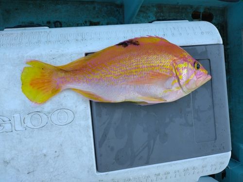 アカイサキの釣果