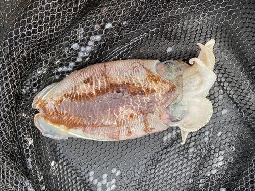 コウイカの釣果