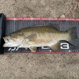 スモールマウスバス