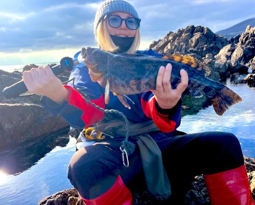 アイナメの釣果