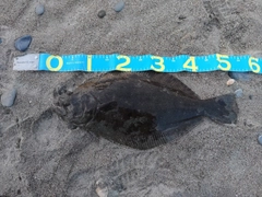 ヒラメの釣果