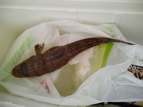 ワニゴチの釣果