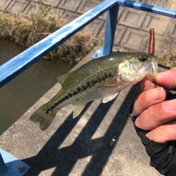ブラックバス