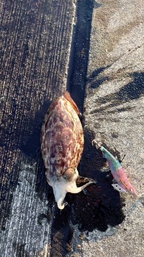 コウイカの釣果