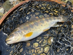 アマゴの釣果