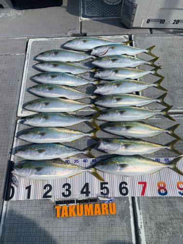 ハマチの釣果