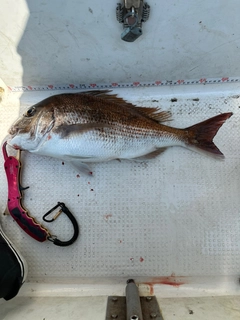 タイの釣果