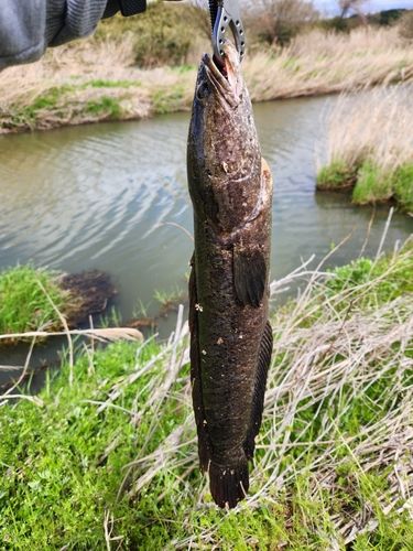 ライギョの釣果