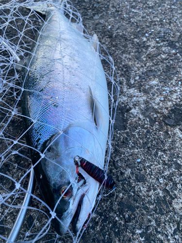 サクラマスの釣果