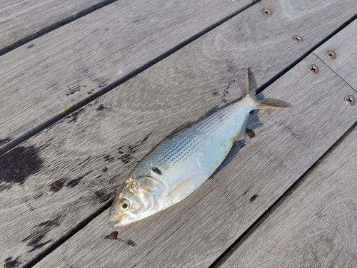 コノシロの釣果