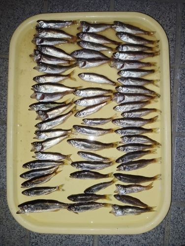 ムツの釣果