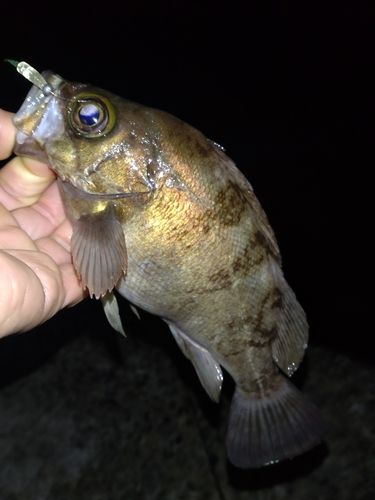 メバルの釣果