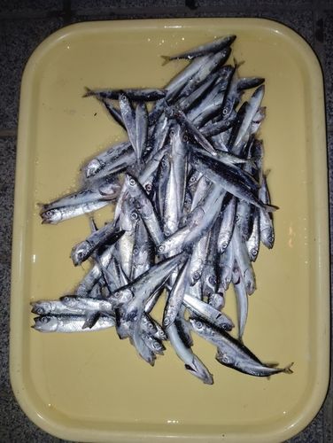 サバの釣果
