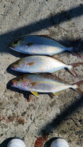 ネリゴの釣果