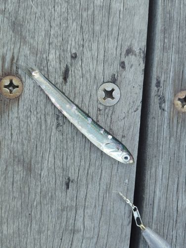 カタクチイワシの釣果