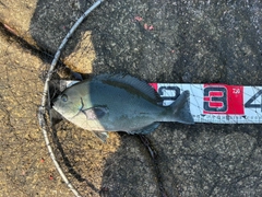 メジナの釣果
