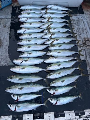ハマチの釣果