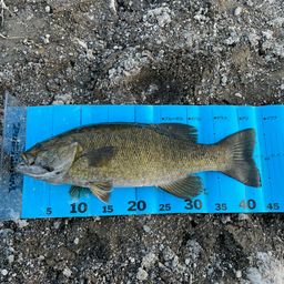 スモールマウスバス