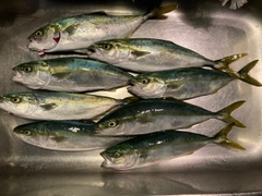 ツバイソの釣果