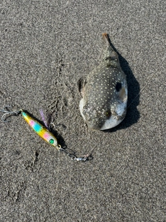 フグの釣果