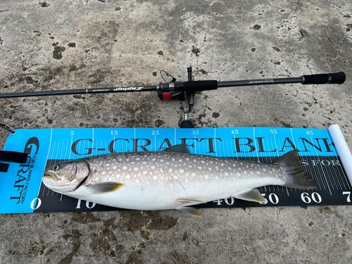 アメマスの釣果
