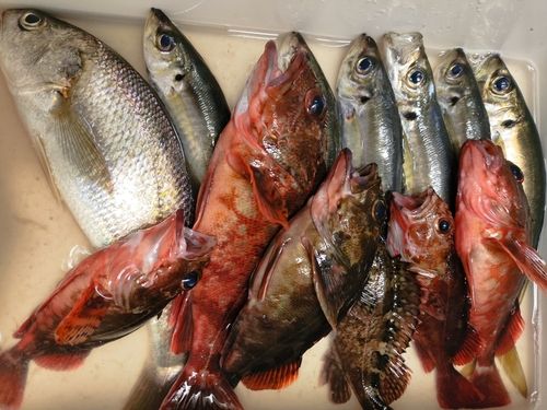 アジの釣果
