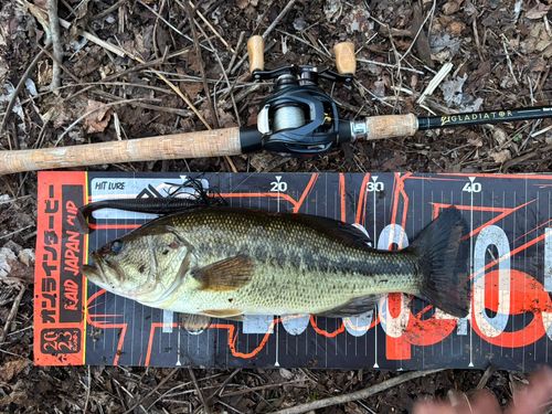 ラージマウスバスの釣果