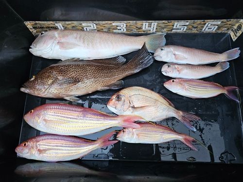 シロアマダイの釣果