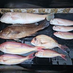 シロアマダイ