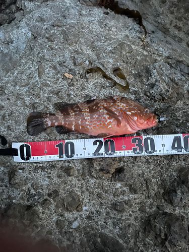 キジハタの釣果