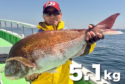 マダイの釣果