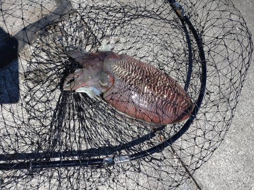 コウイカの釣果