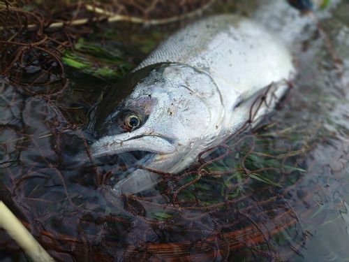 サクラマスの釣果