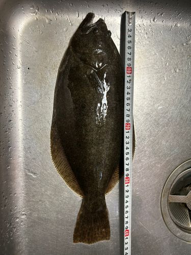 ヒラメの釣果