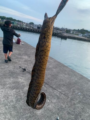 ウツボの釣果