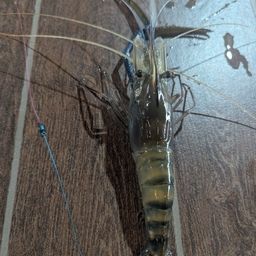 オニテナガエビ