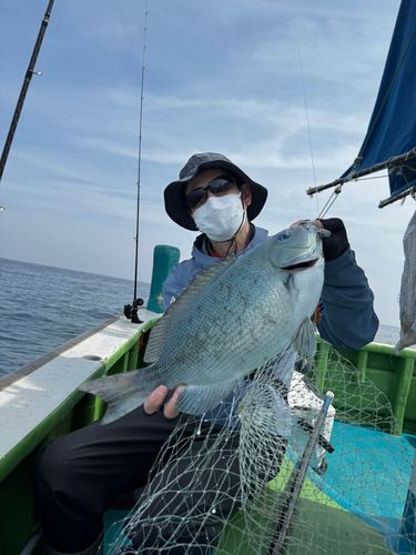 グレの釣果