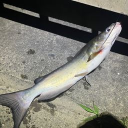 アメリカナマズ