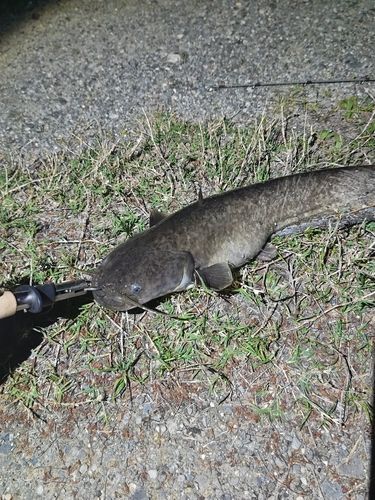 ナマズの釣果