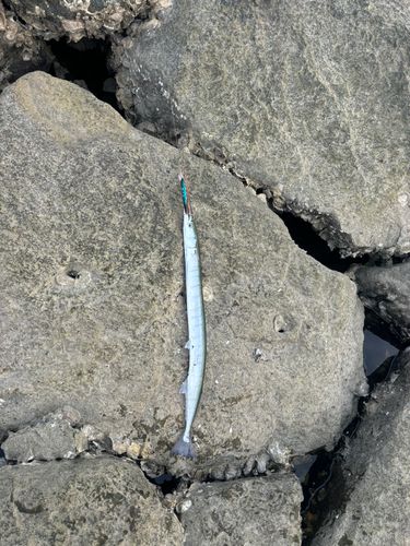 ダツの釣果