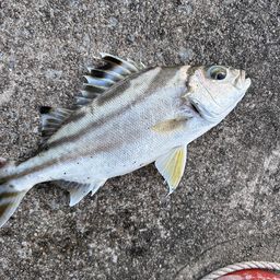 コトヒキ