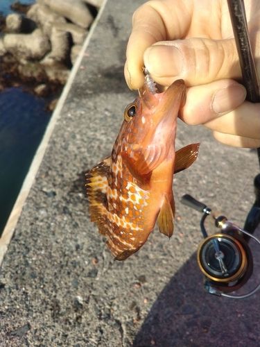 アコウの釣果