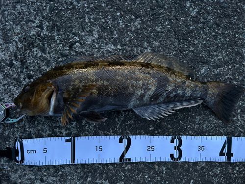 アイナメの釣果